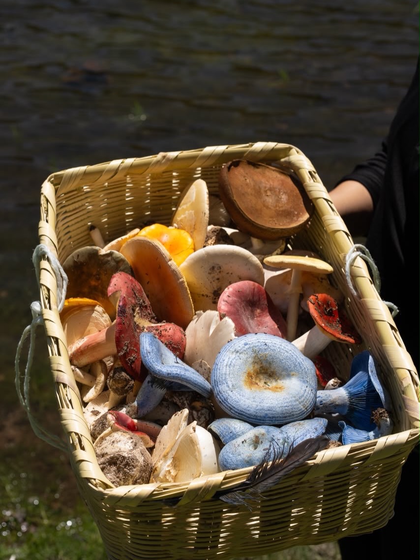 Simbiosis | Mushroom Foraging Tours